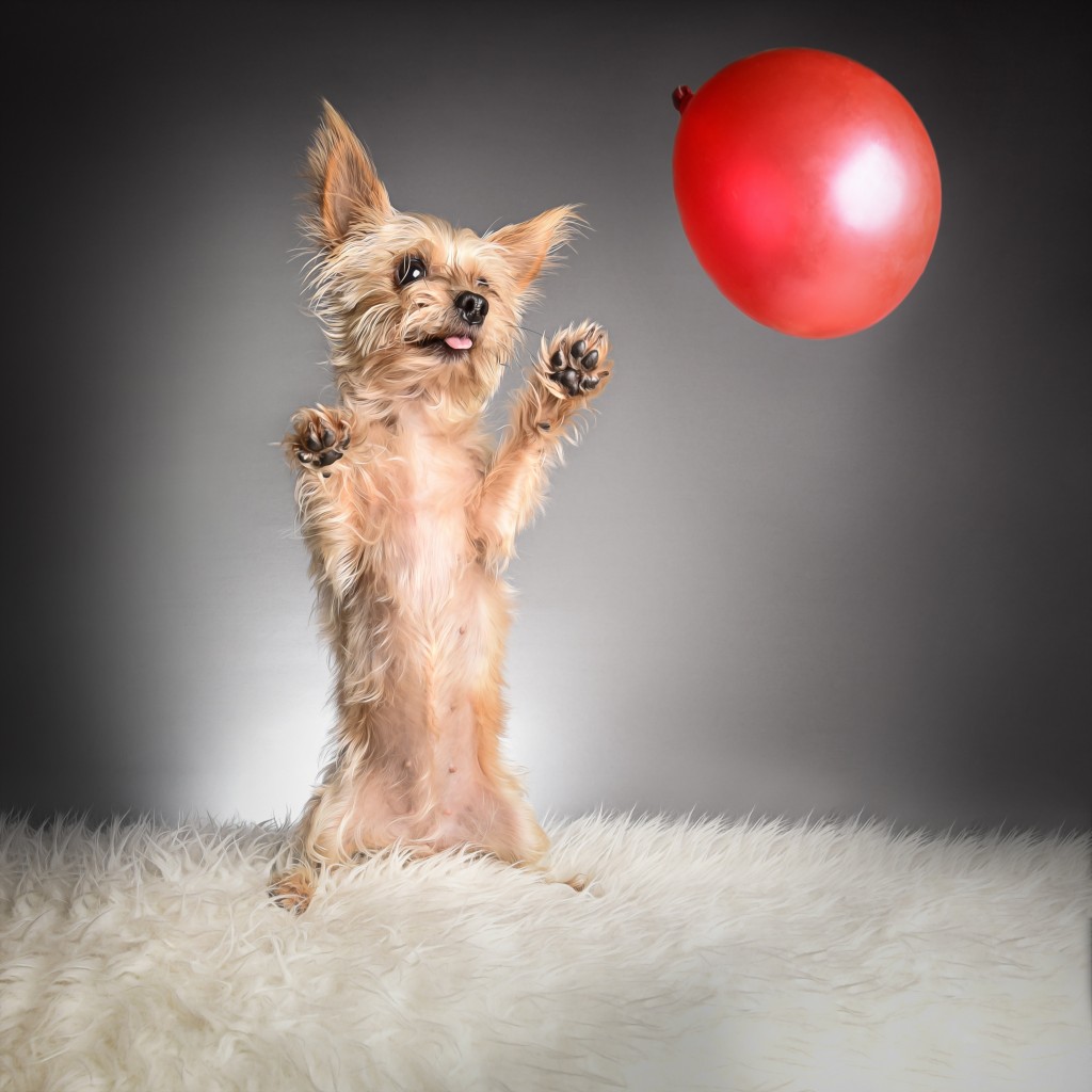 Hund Yorkshire Terrier Luftballon